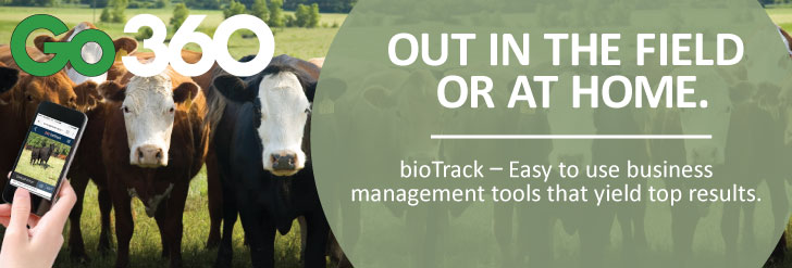 beef cattle management